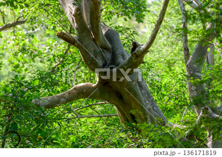 Tree with twisting branches, dense green undergrowth in a sunlit tropical forest, rich foliage, and natural growth in a jungle ecosystem Tree with twisting branches, dense green undergrowth in a sunlit tropical forest, rich foliage, and natural growth in a jungle ecosystem 136171819