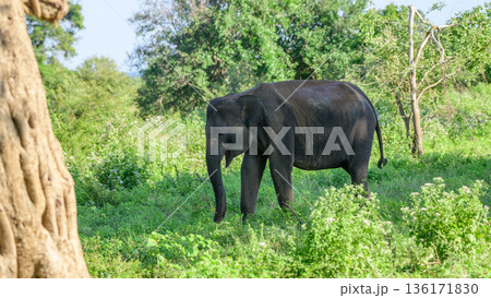 Sri Lankan elephant feeds calmly among lush green woodland and scrub vegetation in the tropical dry zone habitat of Udawalawe National Park 136171830
