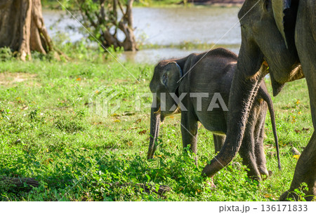A young Asian elephant calf walks closely beside its mother while grazing on fresh grass near a water body. Lush tropical savanna habitat in Udawalawe National Park A young Asian elephant calf walks closely beside its mother while grazing on fresh grass near a water body. Lush tropical savanna habitat in Udawalawe National Park 136171833