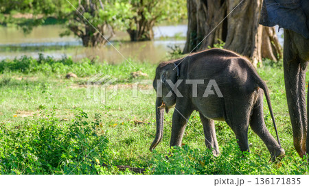 A young Asian elephant calf walks closely beside its mother while grazing on fresh grass near a water body. Lush tropical savanna habitat in Udawalawe National Park A young Asian elephant calf walks closely beside its mother while grazing on fresh grass near a water body. Lush tropical savanna habitat in Udawalawe National Park 136171835