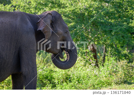 Sri Lankan elephant feeds calmly among lush green woodland and scrub vegetation in the tropical dry zone habitat of Udawalawe National Park 136171840