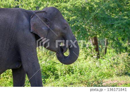 Sri Lankan elephant feeds calmly among lush green woodland and scrub vegetation in the tropical dry zone habitat of Udawalawe National Park 136171841