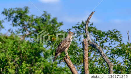 A crested hawk-eagle perches on a bare tree branch in the open woodland and dry-zone forest habitat of Udawalawe National Park, Sri Lanka 136171846