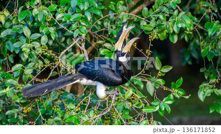 Hungry Malabar pied hornbill perches among dense green foliage and feeds on wild fruit in Udawalawe National Park, Sri Lanka Hungry Malabar pied hornbill perches among dense green foliage and feeds on wild fruit in Udawalawe National Park, Sri Lanka 136171852