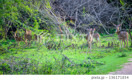 A small herd of spotted deer stands alert among fresh green undergrowth and tangled forest vegetation in Udawalawa National Park A small herd of spotted deer stands alert among fresh green undergrowth and tangled forest vegetation in Udawalawa National Park 136171854