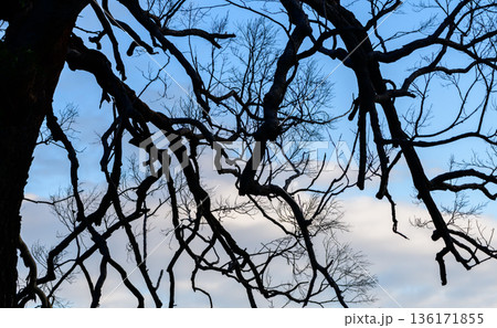 Dark twisted tree branches form dramatic silhouettes against a soft blue sky and drifting clouds in a quiet natural landscape Dark twisted tree branches form dramatic silhouettes against a soft blue sky and drifting clouds in a quiet natural landscape 136171855