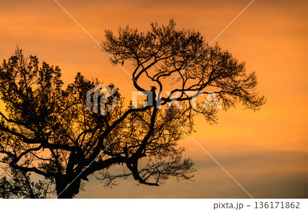Crested Hawk-Eagle silhouette perched on a tree at sunrise over Yala National Park 136171862