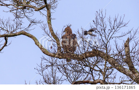 A crested serpent eagle perches alert on a bare tree branch while an agitated fantail bird swoops nearby 136171865