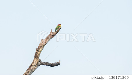 A chestnut-headed bee-eater (Merops leschenaulti) perched on a bare tree branch against a clear blue sky in Yala National Park, Sri Lanka 136171869