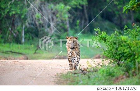 Leopard walks confidently along a sandy forest track bordered by lush green vegetation in the tropical dry-zone habitat of Yala National Park, Sri Lanka 136171870
