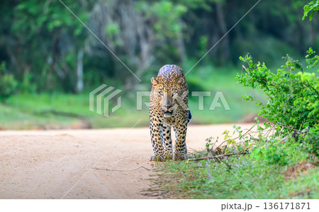 Leopard walks confidently along a sandy forest track bordered by lush green vegetation in the tropical dry-zone habitat of Yala National Park, Sri Lanka 136171871