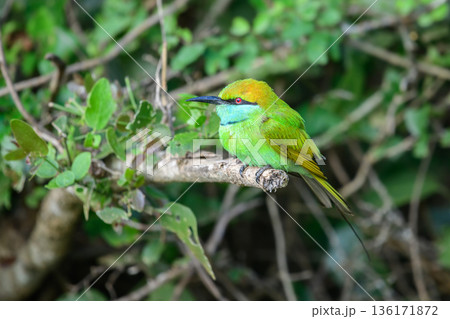 Asian green bee-eater (Merops orientalis) perches on a branch close up. 136171872