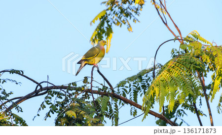 An orange-breasted green pigeon perches on a leafy tree branch in Yala National Park, Sri Lanka An orange-breasted green pigeon perches on a leafy tree branch in Yala National Park, Sri Lanka 136171873