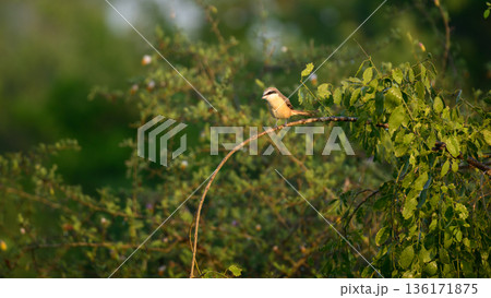 A brown shrike (Lanius cristatus) perches on a slender branch in sunlit dry scrub vegetation A brown shrike (Lanius cristatus) perches on a slender branch in sunlit dry scrub vegetation 136171875