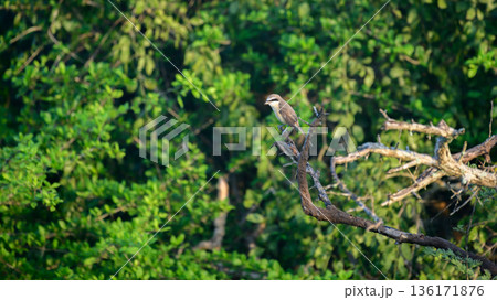A brown shrike (Lanius cristatus) perches on a dead tree branch in sunlit dry scrub vegetation 136171876