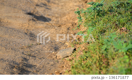 A Paddyfield Pipit stands on a dusty safari track in Yala National Park, Sri Lanka 136171877