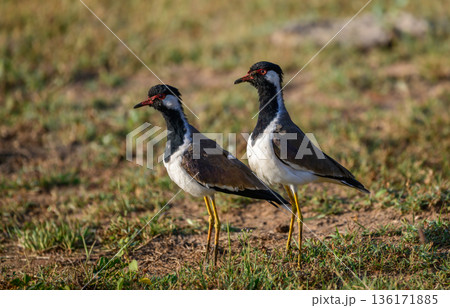 A pair of red-wattled lapwings stand alert on open grassland in Yala National Park, Sri Lanka 136171885