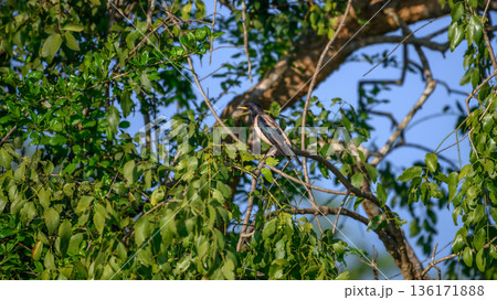 Rosy Starling perches on a tree branch in Yala National Park 136171888