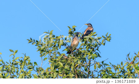 A pair of Rosy Starlings (Pastor roseus) perch on leafy treetops against a clear blue sky in Yala National Park 136171889