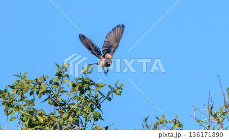 Rosy Starlings take off from a leafy treetop against a clear blue sky in Yala National Park Rosy Starlings take off from a leafy treetop against a clear blue sky in Yala National Park 136171890