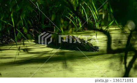 A mugger crocodile partially submerged in a moss-covered wetland pool surrounded by dense vegetation in Yala National Park, Sri Lanka 136171891