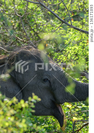 Asian elephant feeding among dense green foliage in the rich forest undergrowth habitat of Yala National Park 136171893