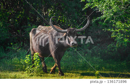 A wild Asian water buffalo with massive curved horns stands in open grassland bordered by dense green forest in Yala National Park, Sri Lanka A wild Asian water buffalo with massive curved horns stands in open grassland bordered by dense green forest in Yala National Park, Sri Lanka 136171896