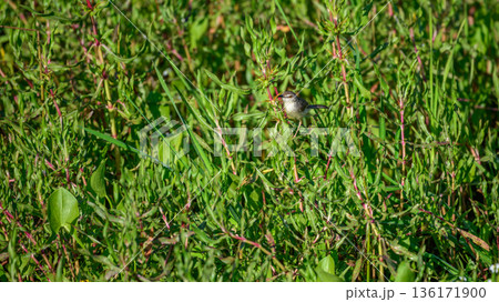 Plain Prinia perched among dense green vegetation in a freshwater marsh in Yala National Park, Sri Lanka Plain Prinia perched among dense green vegetation in a freshwater marsh in Yala National Park, Sri Lanka 136171900