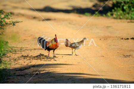 A male and female Sri Lankan junglefowl (Gallus lafayettii) forage together on a sunlit dirt track in dry-zone forest, natural behavior in Yala National Park A male and female Sri Lankan junglefowl (Gallus lafayettii) forage together on a sunlit dirt track in dry-zone forest, natural behavior in Yala National Park 136171911
