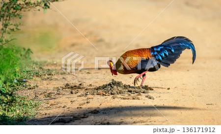A male Sri Lankan junglefowl feeds on elephant dung on the dusty forest track in the dry-zone forest. Natural feeding behavior in Yala National Park A male Sri Lankan junglefowl feeds on elephant dung on the dusty forest track in the dry-zone forest. Natural feeding behavior in Yala National Park 136171912