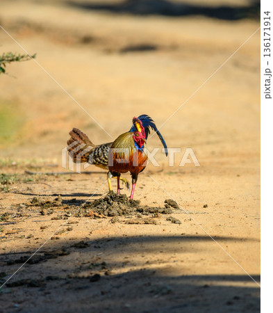 A male Sri Lankan junglefowl feeds on elephant dung on the dusty forest track in the dry-zone forest. Natural feeding behavior in Yala National Park 136171914