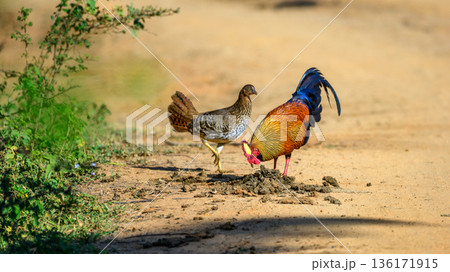 A male and female Sri Lankan junglefowl (Gallus lafayettii) forage together on a sunlit dirt track in dry-zone forest, natural behavior in Yala National Park 136171915