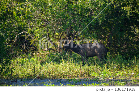 A sambar deer wades through a shallow wetland pond while feeding on aquatic plants beneath dense forest cover in Yala National Park 136171919