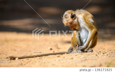 A Sri Lankan toque macaque monkey sits on sandy ground against a blurred forest backdrop in soft natural light at Yala National Park, Sri Lanka 136171925
