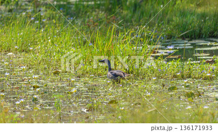 Female Knob-Billed Duck gliding through a freshwater wetland marsh with lush green aquatic plants at Yala National Park Female Knob-Billed Duck gliding through a freshwater wetland marsh with lush green aquatic plants at Yala National Park 136171933