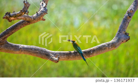 A bee-eater bird feeds on a wasp while perched against a soft green grassland background in Yala National Park, Sri Lanka 136171937