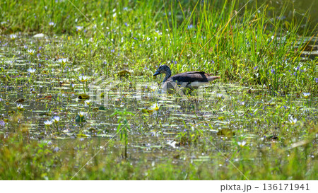 Female Knob-Billed Duck gliding through a freshwater wetland marsh with lush green aquatic plants at Yala National Park 136171941