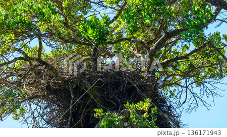 White-Bellied Sea Eagle nesting high in the forest canopy at Yala National Park White-Bellied Sea Eagle nesting high in the forest canopy at Yala National Park 136171943