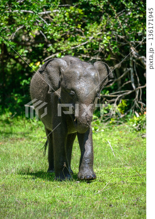 Asian elephant covered in wet mud walks across grassy forest edge habitat after a mud bath in Yala National Park, Sri Lanka Asian elephant covered in wet mud walks across grassy forest edge habitat after a mud bath in Yala National Park, Sri Lanka 136171945