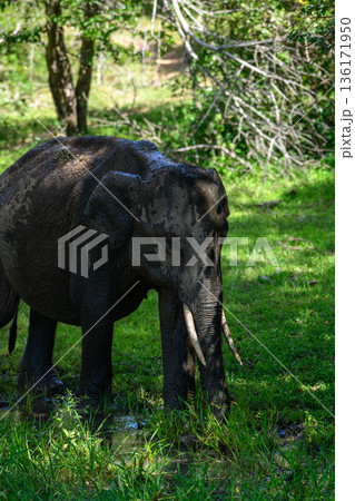 Sri Lankan elephant tusker foraging in lush green grass and dense forest undergrowth in Yala National Park, Sri Lanka 136171950
