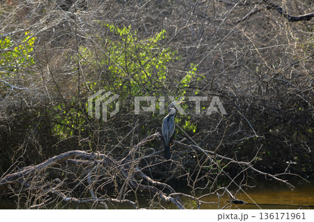 An Oriental darter perches on bare branches above a calm wetland with dense scrub forest in the background at Yala National Park, Sri Lanka An Oriental darter perches on bare branches above a calm wetland with dense scrub forest in the background at Yala National Park, Sri Lanka 136171961
