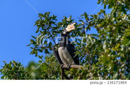 A Malabar pied hornbill perches on a tree branch close up against green foliage in Yala National Park, Sri Lanka A Malabar pied hornbill perches on a tree branch close up against green foliage in Yala National Park, Sri Lanka 136171964