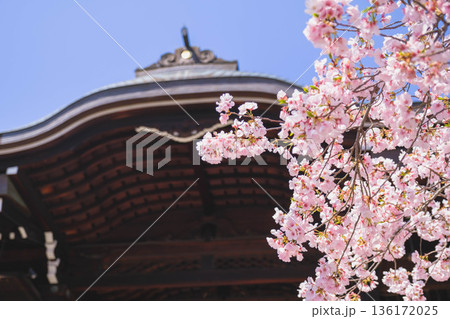 [近江神宮]美しい桜が咲き誇る歴史深い神社の風景 136172025