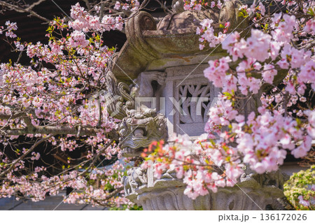 [近江神宮]美しい桜が咲き誇る歴史深い神社の風景 136172026