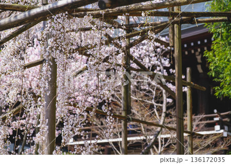 [近江神宮]美しい桜が咲き誇る歴史深い神社の風景 136172035