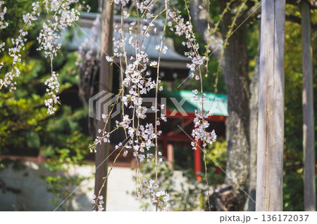 [近江神宮]美しい桜が咲き誇る歴史深い神社の風景 136172037