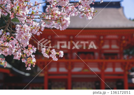 [近江神宮]美しい桜が咲き誇る歴史深い神社の風景 136172051