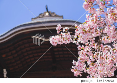 [近江神宮]美しい桜が咲き誇る歴史深い神社の風景 136172058