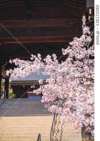 [近江神宮]美しい桜が咲き誇る歴史深い神社の風景 136172060