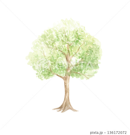 Tree with green leaves as a landscape element. Hand drawn watercolor illustration isolated. Pastel clip art for vintage Easter cards and invitations. Perfect for spring and summer posters and banners. Tree with green leaves as a landscape element. Hand drawn watercolor illustration isolated. Pastel clip art for vintage Easter cards and invitations. Perfect for spring and summer posters and banners. 136172072